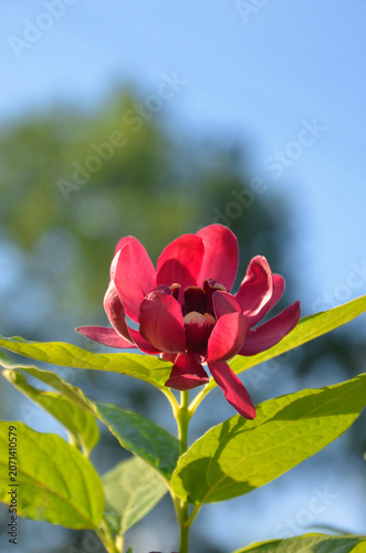 Calycanthus ' Aphrodite'  summer flowering  bushy plant against sky background. Closeup outdoors branch with magenta flower and green leaves .Growing, planting , landscaping concept. Free copy space