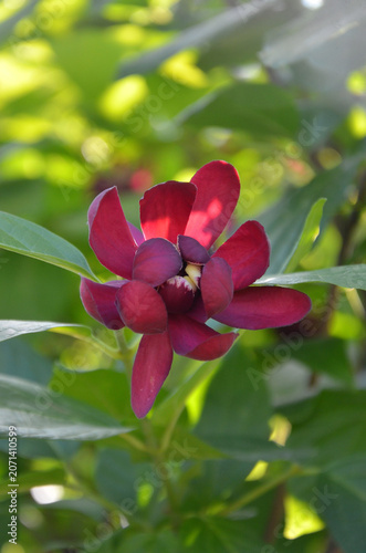 Calycanthus ‘Aphrodite’ summer blooming fragrant sweetshrub .Closeup , outdoors magenta color magnolia like flower , petals ,green leaves.Growing, planting landscaping concept. 