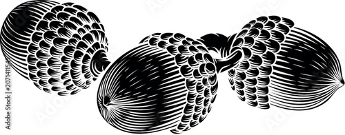 Acorns Vintage Engraving Bo...