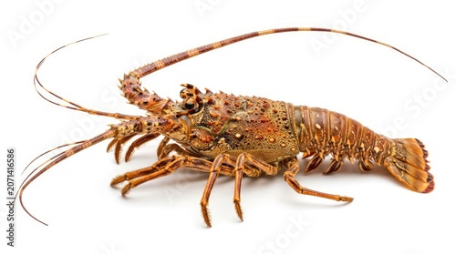 A spiny lobster with long antennae rests on a clean white background. Its patterned exoskeleton displays a vibrant mix of brown, orange, and yellow hues.