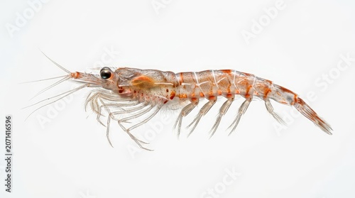 A detailed shot of a single krill against a white background. Its body is translucent and segmented, with visible legs and antennae
