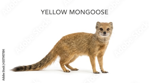 Yellow Mongoose standing and looking at the camera, showing its full body