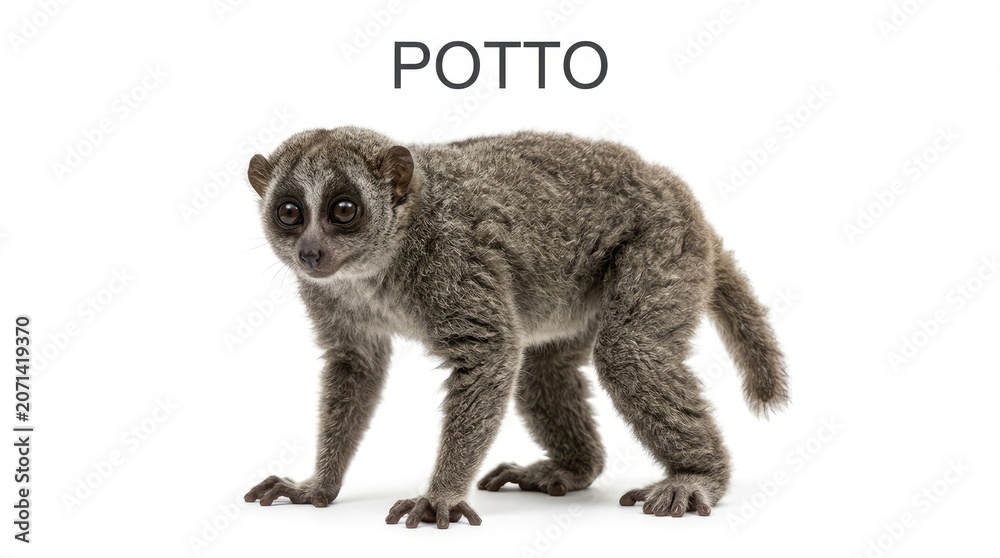Obraz premium A small potto animal standing on a white background with the word POTTO above it