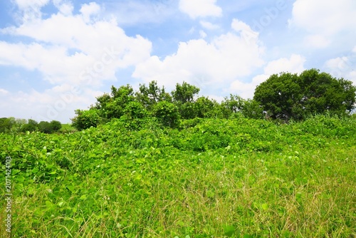 梅雨の晴れ間のホソムギと夏草生える江戸川河川敷の野原風景