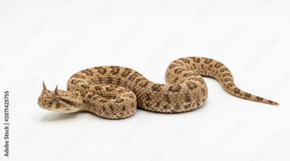 Obraz premium A desert adder viper with characteristic horns on its head and a patterned body, poised on a white background
