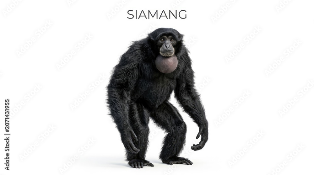 Fototapeta premium Siamang primate with black fur and a prominent throat sac, standing with its arms slightly bent and body hunched
