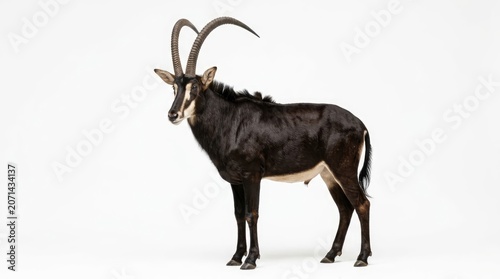 A sable antelope standing proudly, showcasing its magnificent curved horns and sleek, dark coat. This majestic creature is captured in a clear studio setting, highlighting its striking features