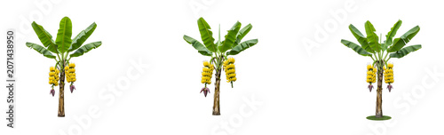 A full shot of a banana tree with two bunches of ripe yellow bananas hanging from it