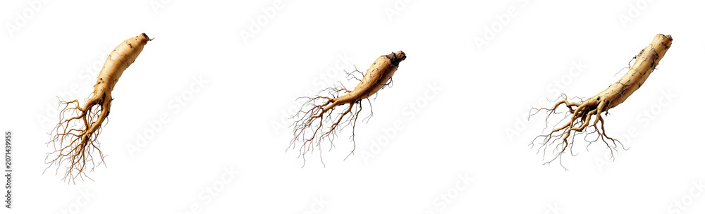 Fototapeta premium A single, gnarled ginseng root is isolated against a stark on transparent background