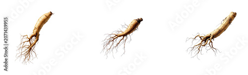 A single, gnarled ginseng root is isolated against a stark on transparent background