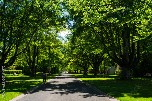 An avenue of shady trees in parkland