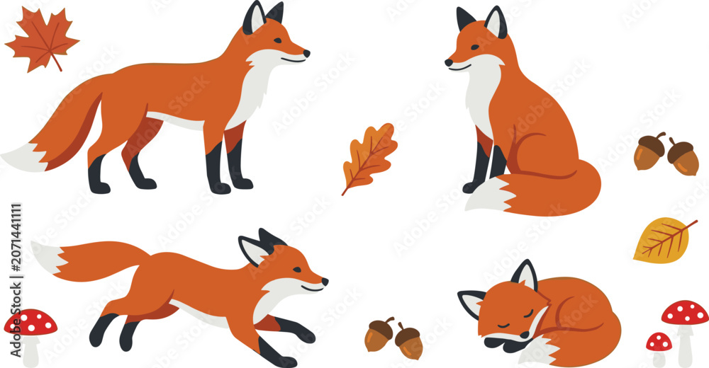 Fototapeta premium Cute Red Fox Animal Vector Illustration Set with Running Sitting and Sleeping Foxes Autumn Leaves Acorns and Mushrooms in Forest Woodland Design