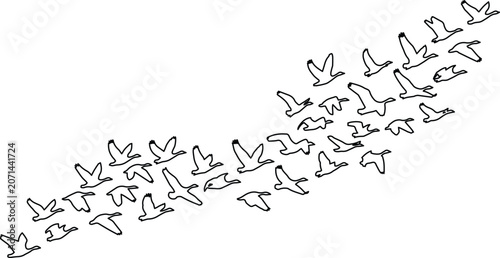 Foto Flying birds vector illustration, a flock of migratory birds in flight, black an