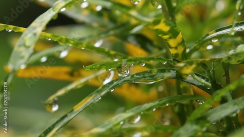 Close up green leaf yellow leaf water drop nature plant fresh macro wet outdoor foliage vibrant refreshing scene with dew droplets leaves highlighting natural beauty, lush garden texture, moisture