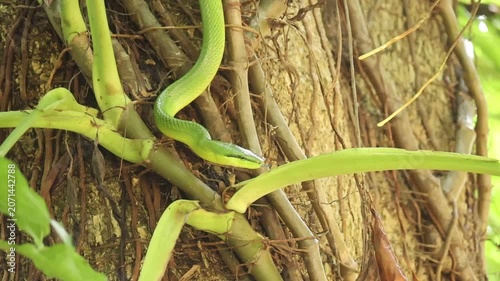 Green snake tree vine reptile nature wildlife forest camouflage tropical climbing alert slender textured bark leafy jungle predator wild animal outdoor environment natural branch foliage closeup