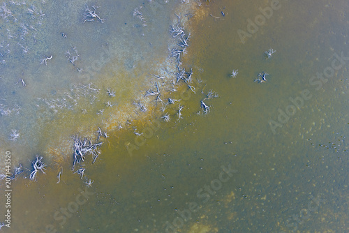 looking down on shallow lake with dead trees and green water on which ducks float