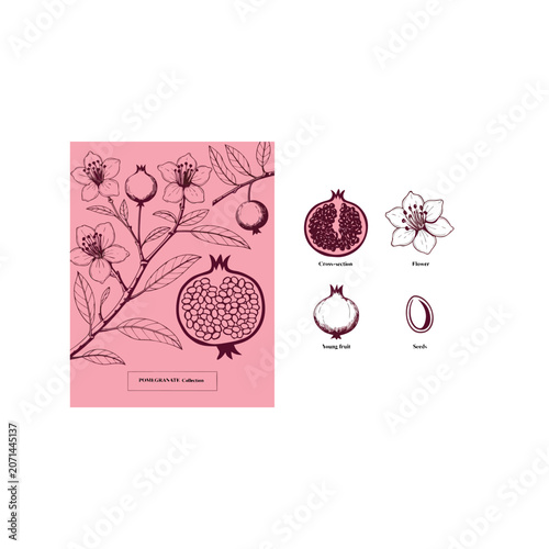 Pomegranate Botanical Set with Flower, Fruit Cross Section and Seeds Vector Illustration