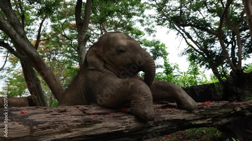 Young elephant resting on fallen tree trunk in lush green tropical forest, playful young animal expressing curiosity and joy, wildlife nature adventure, peaceful natural habitat, green environment
