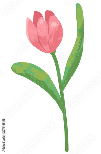  illustration of a tulip plant