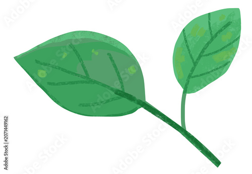 green leaf isolated on white background