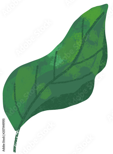 green leaf on white background
