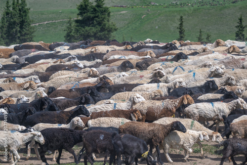 Flock of Sheep on Kyrgyzstan High Grassland