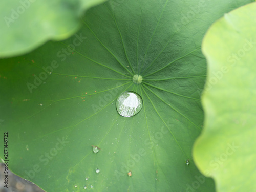 蓮の葉と水滴