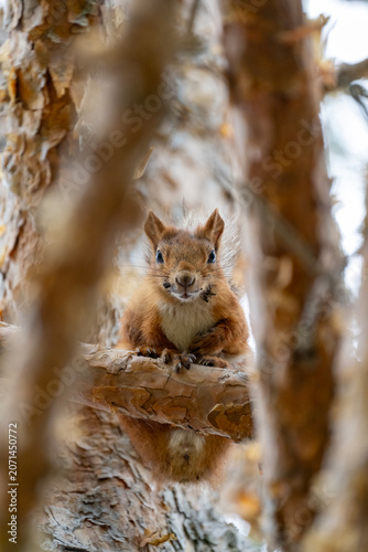 Red Squirrel in Tree Looking at Camera