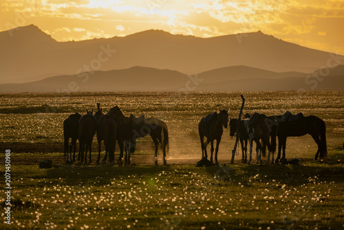 Horses Grazing at Sunset in Kyrgyzstan