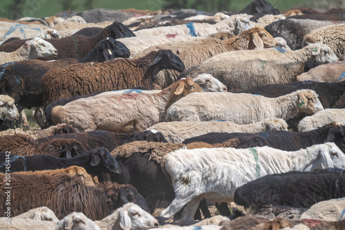 Crowded Flock of Mixed Sheep and Goats Texture