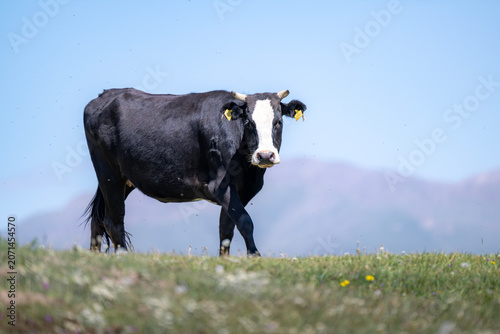 Black and White Cow Grazing on Kyrgyzstan Mountain Pasture