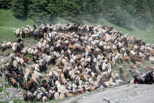 Massive Herd of Goats and Sheep on Kyrgyzstan Hillside