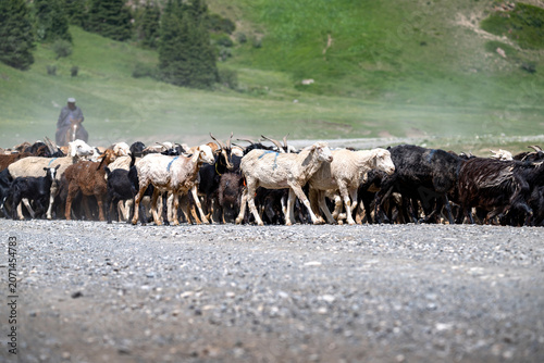 Nomadic Shepherd Guiding Herd on Gravel Road in Kyrgyzstan
