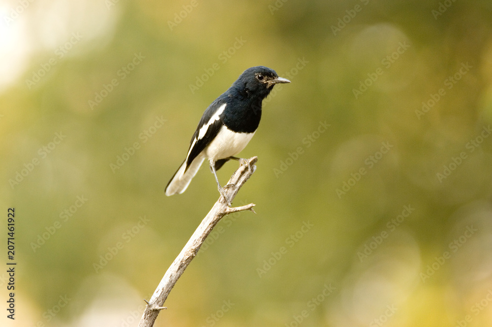 Fototapeta premium black winged magpie robin