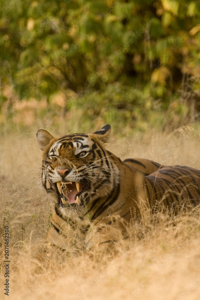 Fototapeta premium tiger snarling in the woods