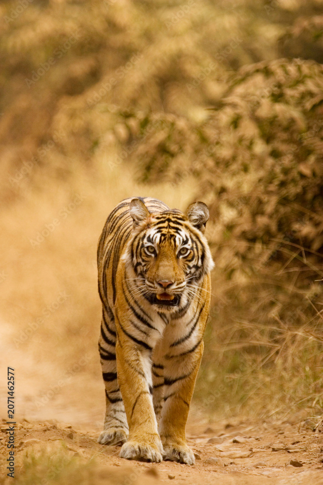 Fototapeta premium tiger walking in the wild
