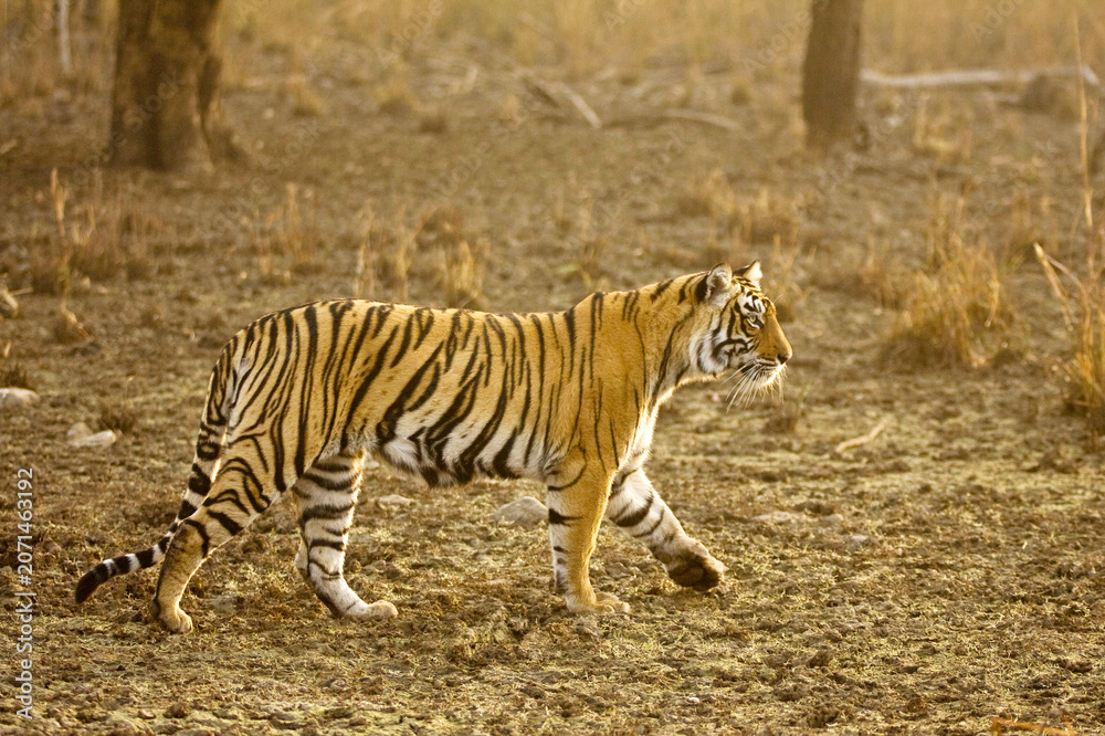 Fototapeta premium bengal tiger panthera