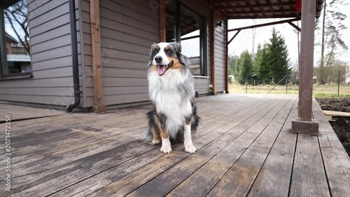 Medium shot shows Australian Shepherd sitting on weathered porch at a modern clapboard house, with downspout, porch post, roof beams, and window reflections.