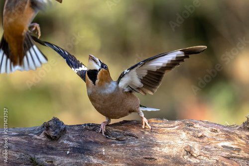 Fotografía Kernbeißer (Coccothraustes coccothraustes)