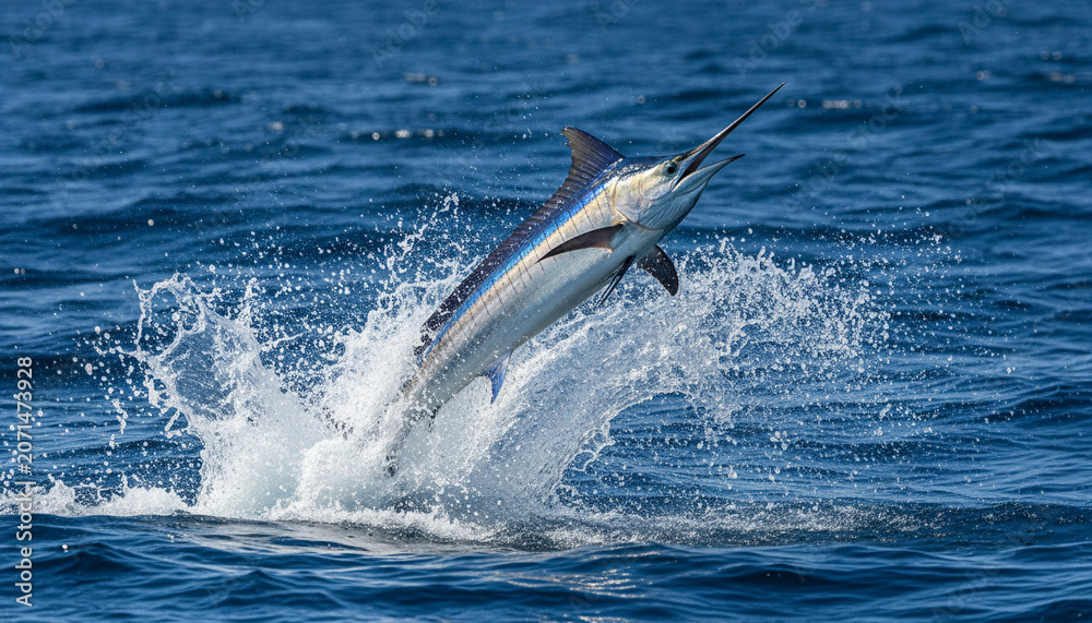 Obraz premium A powerful blue marlin jumping above the ocean surface, realistic wildlife photography style deep blue sea background