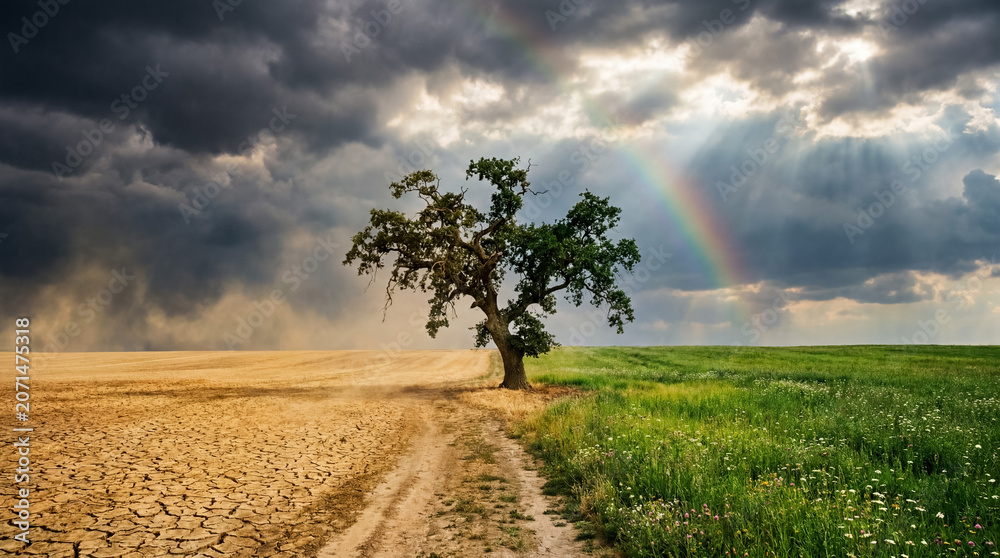 Naklejka premium Tree growing on dry cracked earth and green field under changing sky with rainbow, concept of climate change and hope