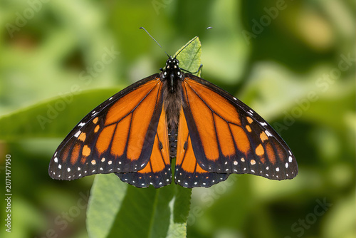 Straight-down-the-middle portrait of a monarch butterfly, wings fully spread, perched on a green leaf. Elizabeth F. Gamble Garden, Santa Clara County, California.