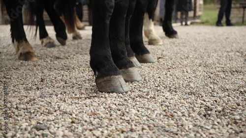 Draft horse hooves on pale gravel outside stable in slow motion. Ground level view shows feathering, subtle weight shifts, muted tones, shallow depth of field.