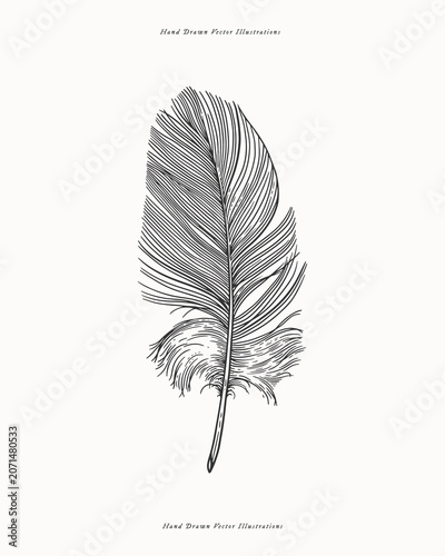 Hand drawn vector illustration of a bird feather. Perfect for nature or organic themes.