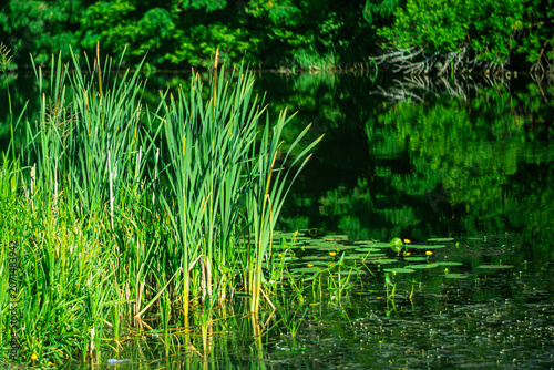 Early morning on a small river in a city park.