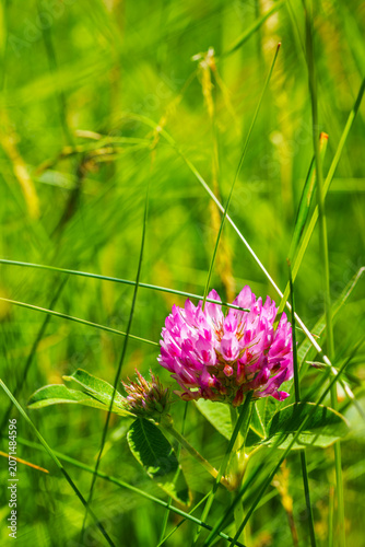 Vertical Close Up of a Pink Red Clover Flower in Bright Green Grass