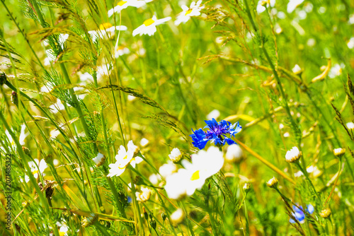 Vibrant Blue Cornflower and White Daisies in a Green Meadow