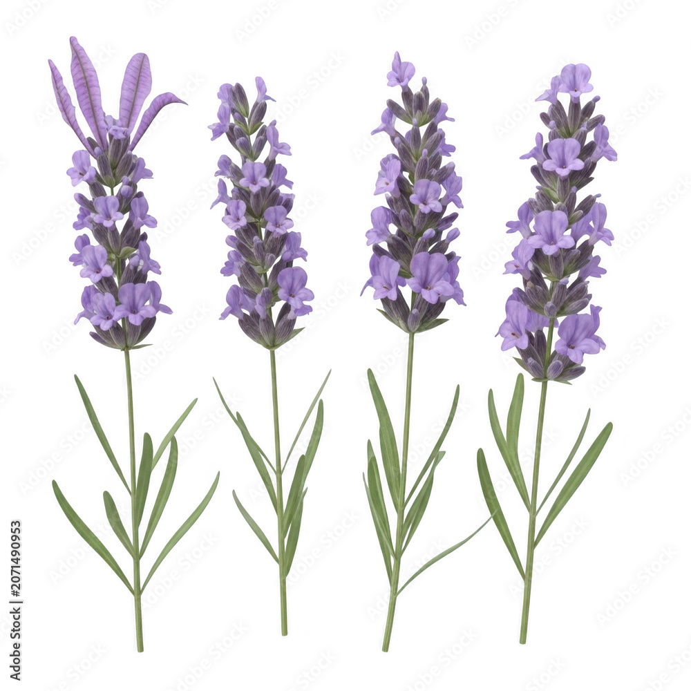Obraz premium A cluster of vibrant purple and white flowers in a natural setting