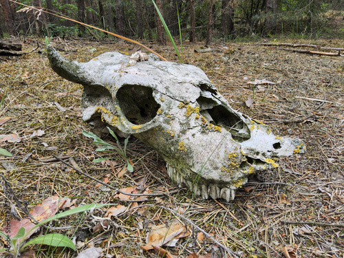 Weathered cow skull (Bos taurus), cattle, ox — lichen-covered bone on a pine forest floor, side view in woodland, concept of decay, mortality, wildlife remains.