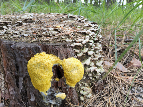 Yellow slime mold Fuligo septica (dog vomit slime, scrambled egg, flowers of tan) on decaying pine stump with bracket fungi in forest, Ukraine.